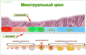 Каковы причины сбоя цикла от 50 до 60 дней?