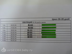 Поздняя овуляция при цикле 28-29