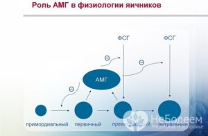 Высокий ФСГ, низкий АМГ