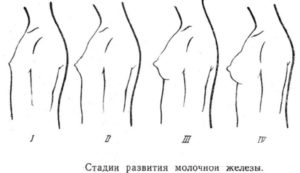 Рост молочных желез