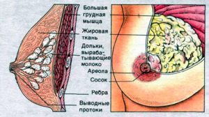 Болит грудь в области ареол сосков