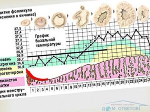 Половой акт на 11 день цикла. Возможна ли беременность?