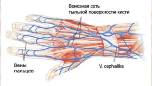 Вены на пальцах ладоней