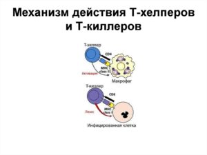 Снижение Т-хелперов