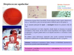 Лечение Streptococcus agalactiae 10 в 6
