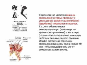 Нарушение функции мышц среднего уха