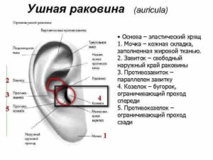 Болит хрящ уха