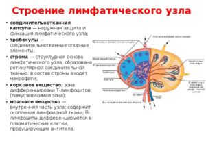 Лимфоузел структурно измененный