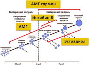 Высокий ФСГ, низкий АМГ
