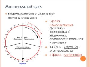 Менструальный цикл 40 дней