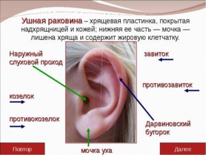 Болит хрящ уха