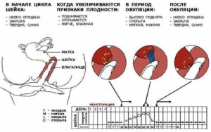 Шейка матки очень низко, прозрачные выделения, тянет низ живота сильно