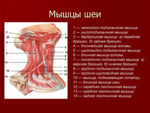 Напряжение в подъязычной мышце