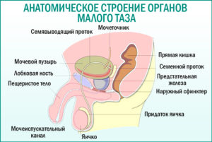 Постоянный дискомфорт в уретре, анализы в норме, боль над лобковой костью