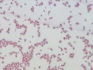 Обнаружили в зеве enterobacter aerogenes
