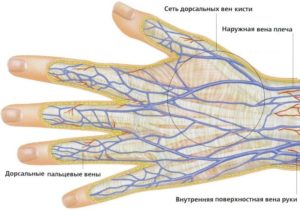 Вены на пальцах ладоней
