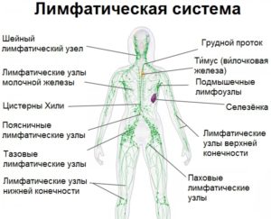 Лимфоузлы на пояснице