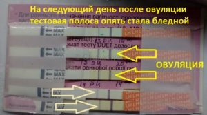 Отсутствие овуляции после овитреля