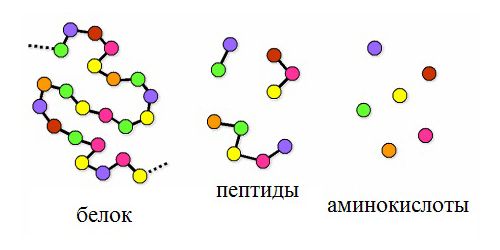 Что такое пептиды в косметологии